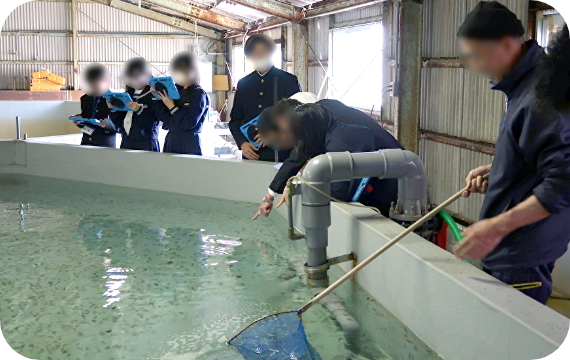 ヒラメ栽培漁業の見学