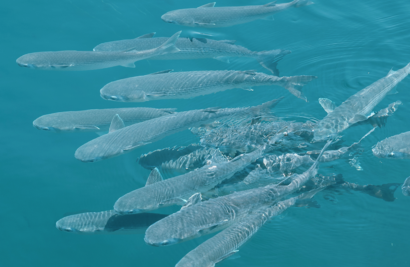 津久美浜イメージ